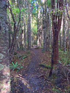 "Mud" on the Rakiura Track