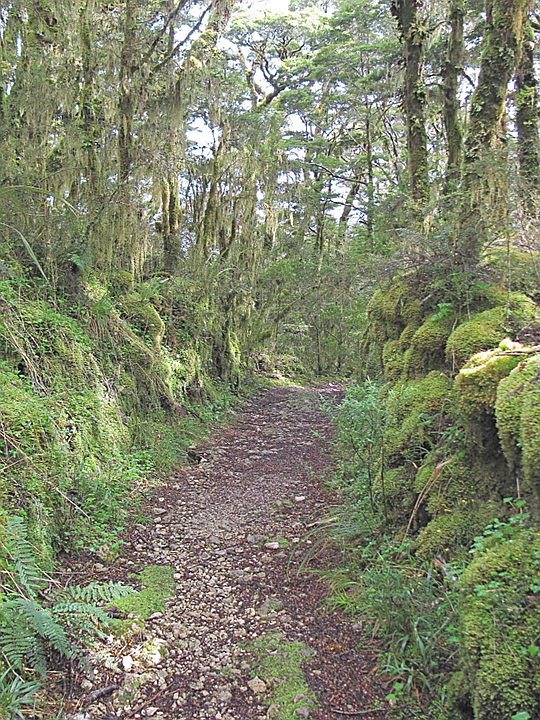 Through the Limestone Forest