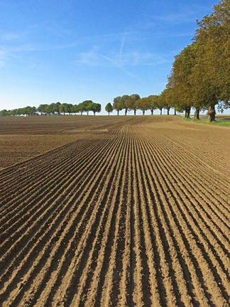 Fields near Hohendorf