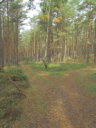 Path fork on a forested dune
