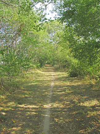 Shady Path along the Stralsund Sound