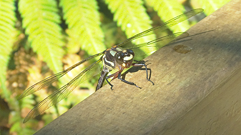 6. Ohakune – Taumarunui-Cherry Grove – Ohinepane (WRJ 1)