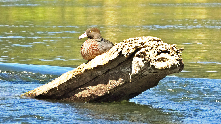 8. Whakahoro – Ohauora (WRJ 3)