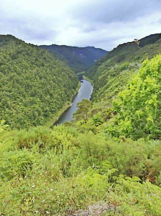 Upstream View - Whanganui River