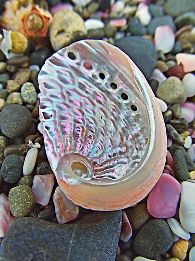 49. Motukawanui – Harawera – Panaki – Hamaruru (CC4)