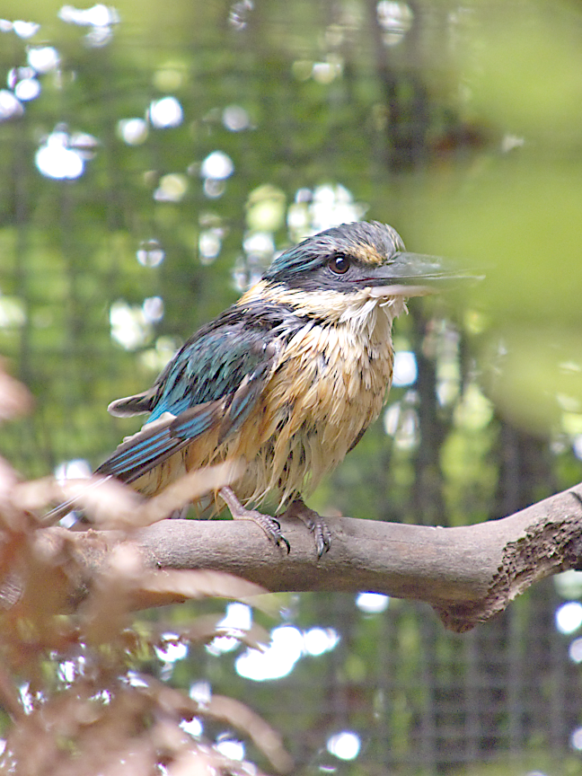 42. Rotorua: Rainbow Springs