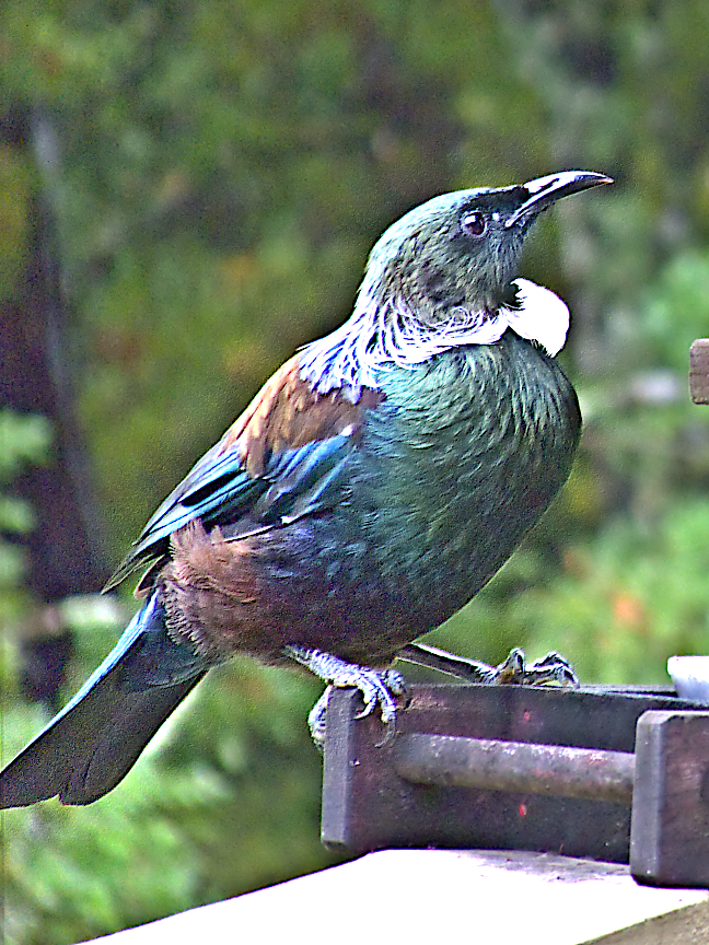 51. Rainy Day in Paihia